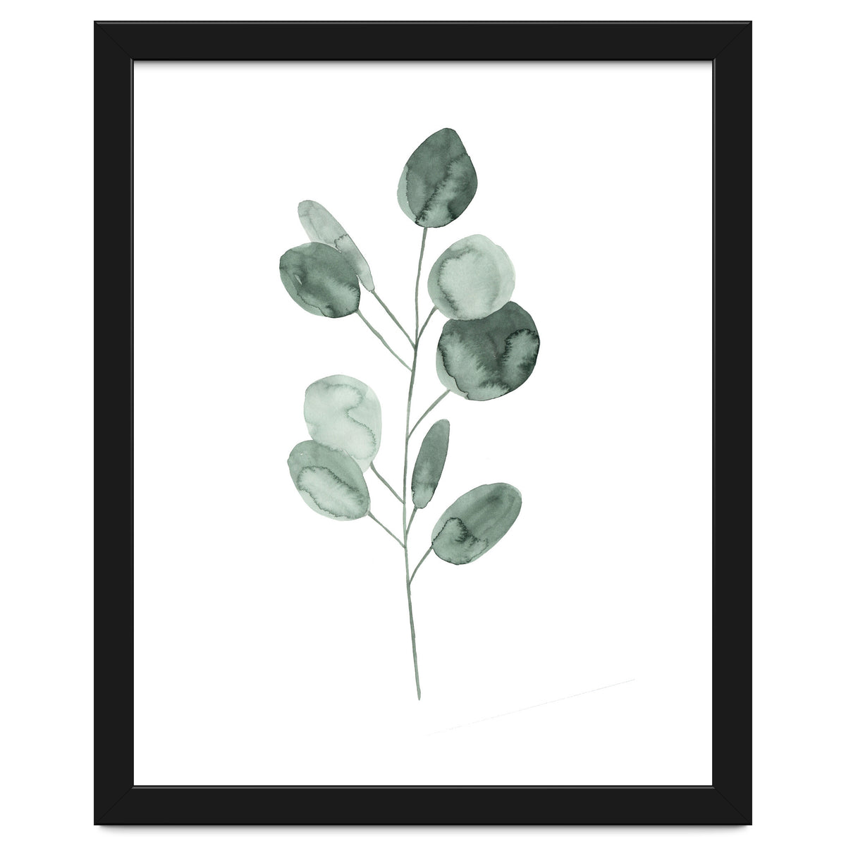Botanical Illustration Eukalyptus2