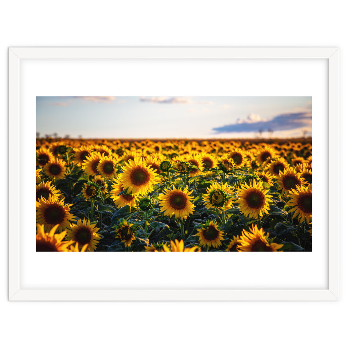 Summer Sunflowers
