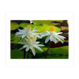 Water Lilies (Print Only) thumbnail