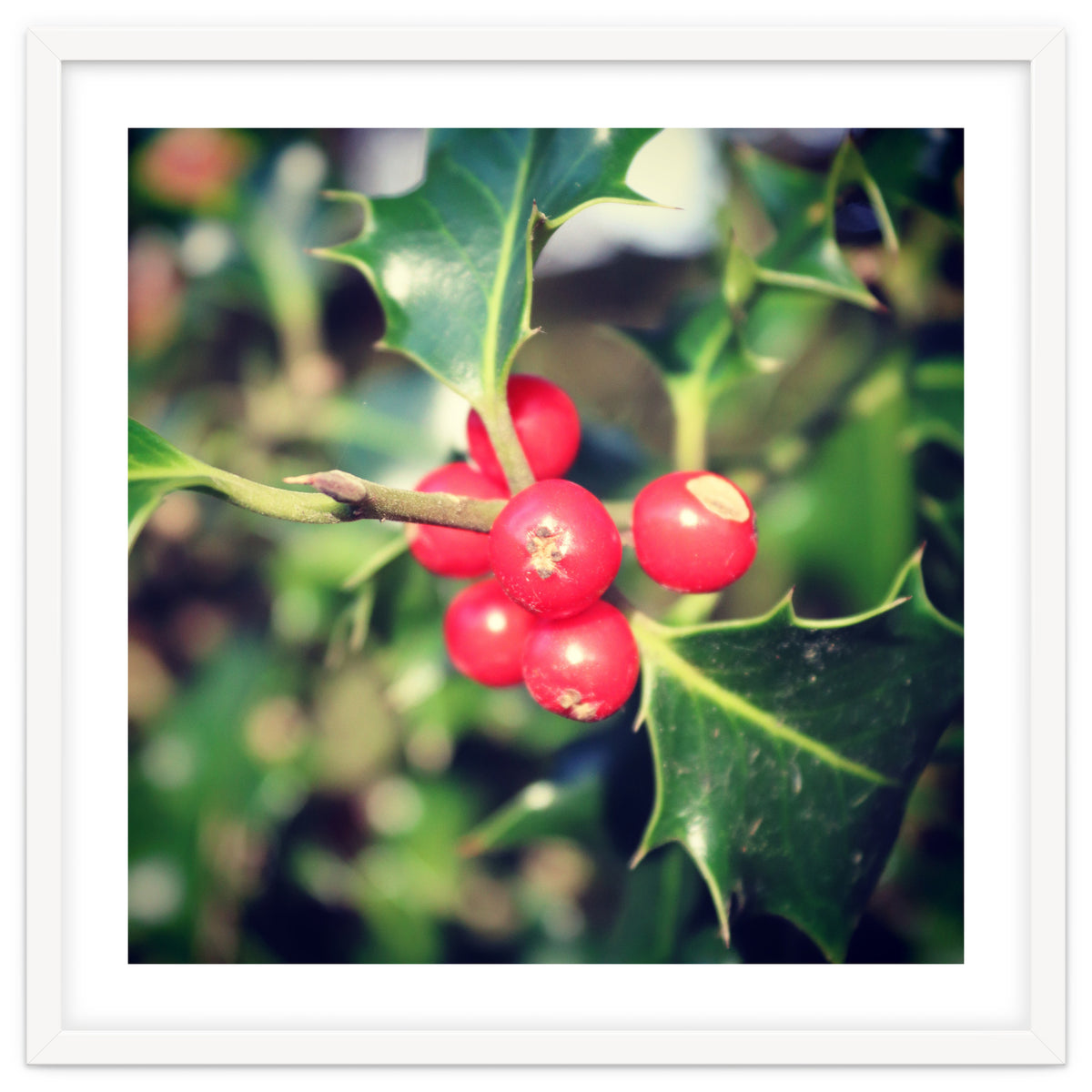 Holly berries