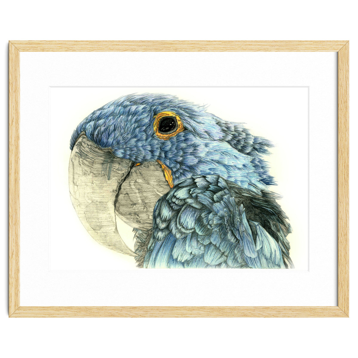 Blue Parrot