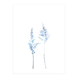 Blue Astilbe (Print Only) thumbnail