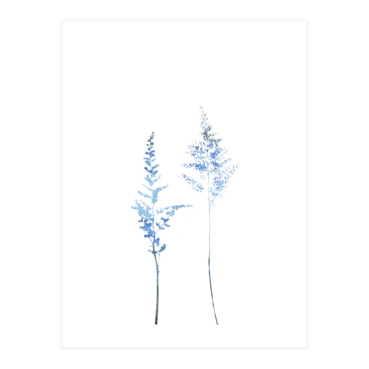 Blue Astilbe (Print Only)