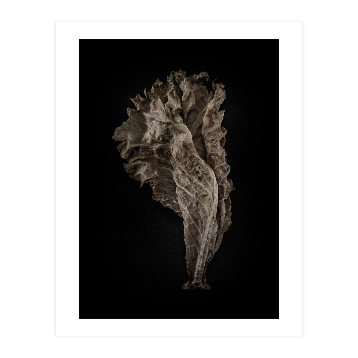 Leaves No 8 Color Version (Print Only)