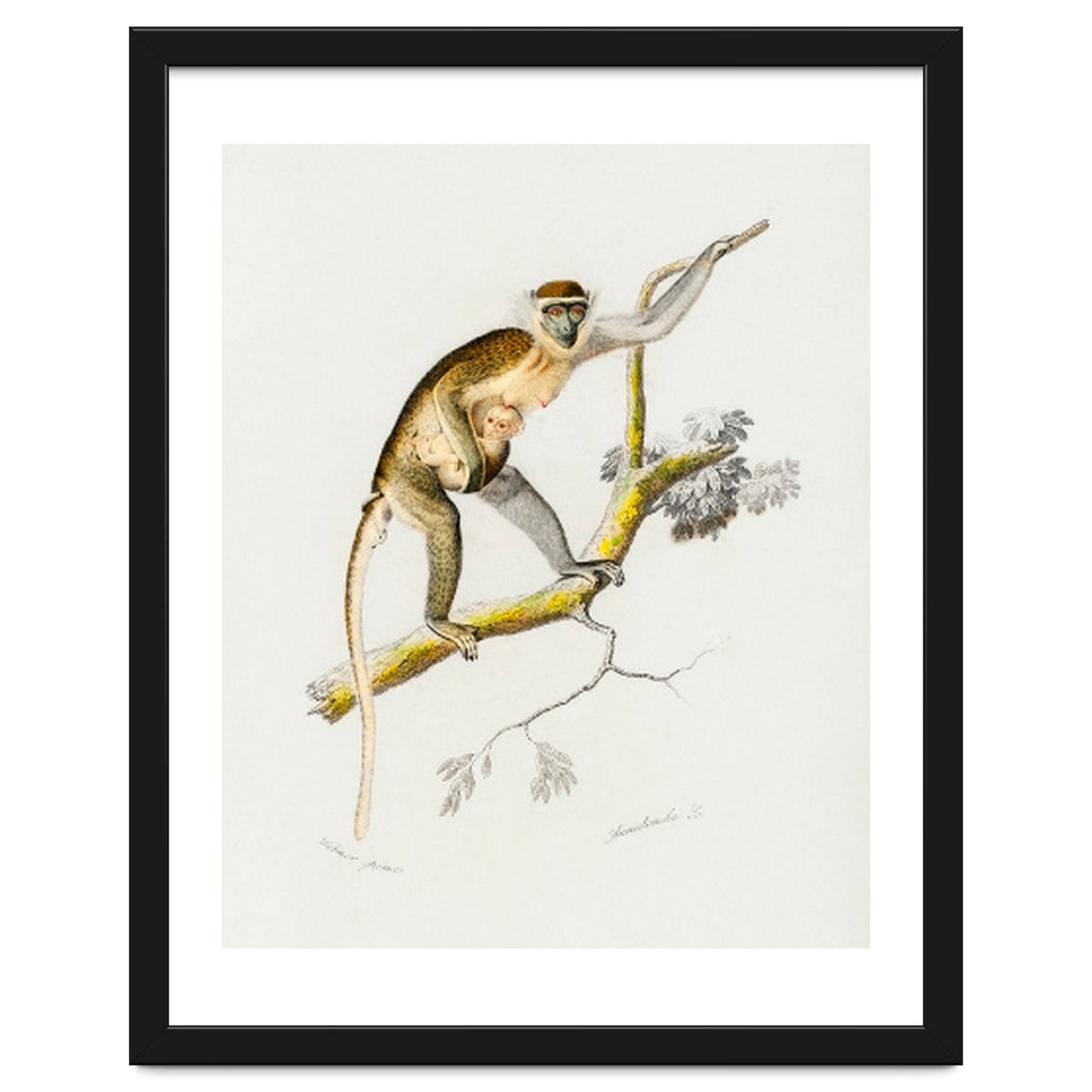 Cercopithecus griseus illustrated