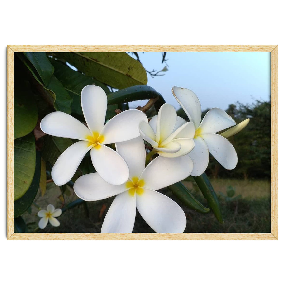 Frangipani