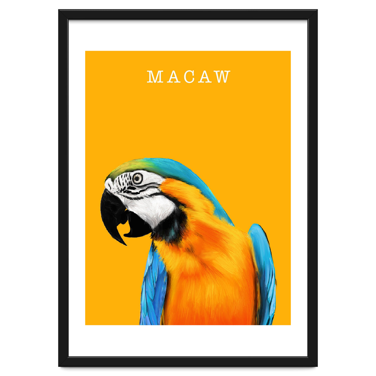 Macaw