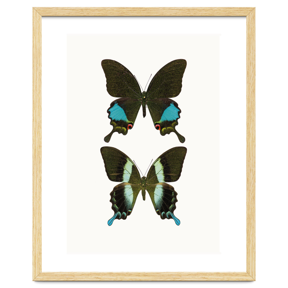 Cc Butterflies 02