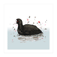 Common coot (Print Only)