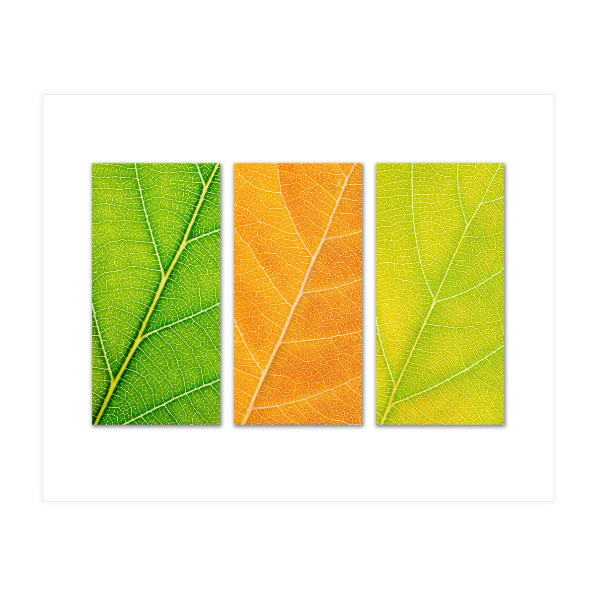 Autumn Leaves (Print Only)