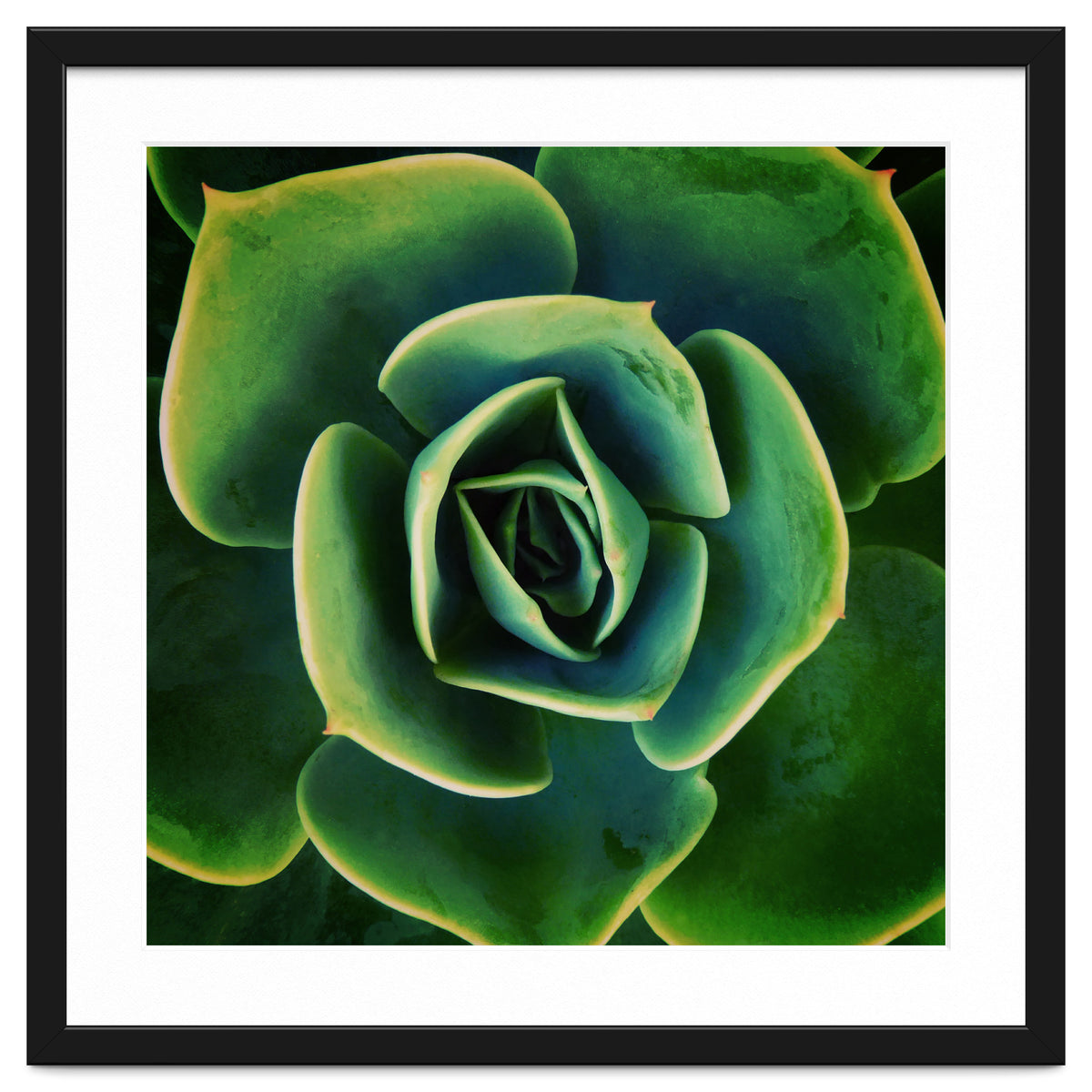 DARKSIDE OF SUCCULENTS XIII