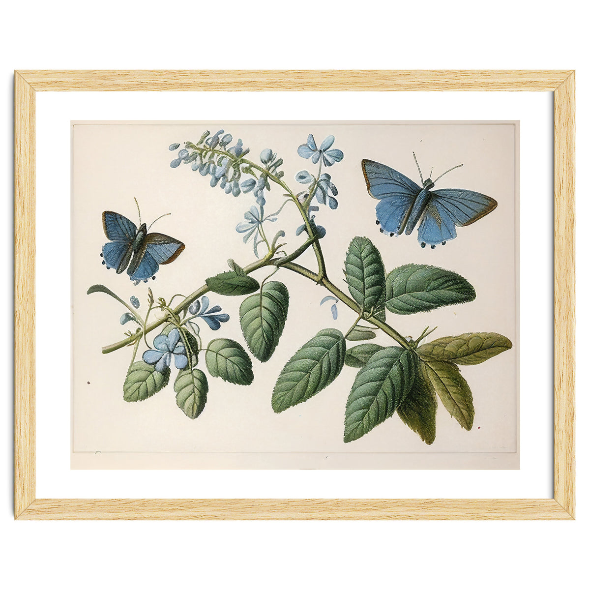 Butterflies Vintage Illustration