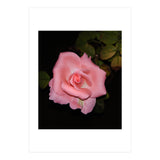 Pink Rose Floral (Print Only) thumbnail