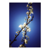 ALMOST BLUE (Print Only) thumbnail