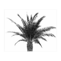Palm Tree (Print Only)
