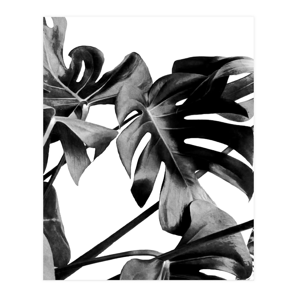 Monstera Black And White 06 (Print Only)