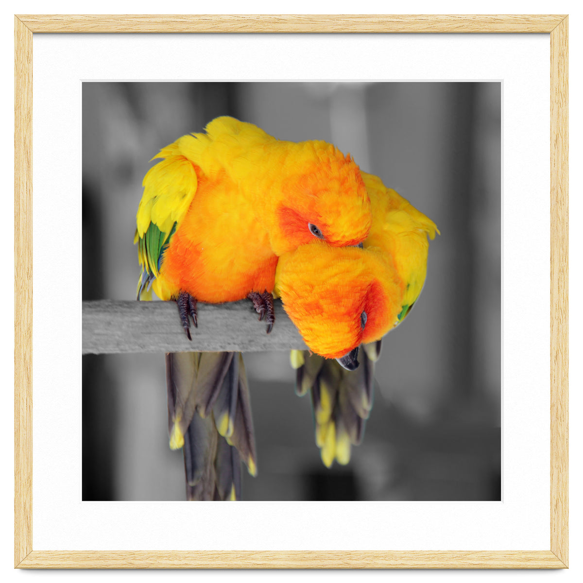 Two sun conures