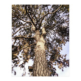 Bucolism 6 (Print Only) thumbnail