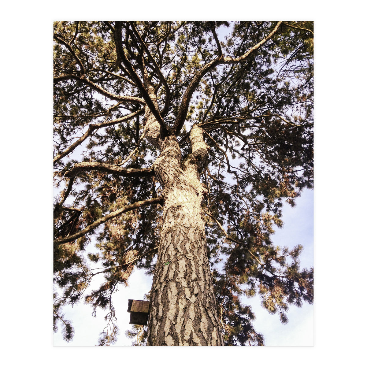 Bucolism 6 (Print Only)