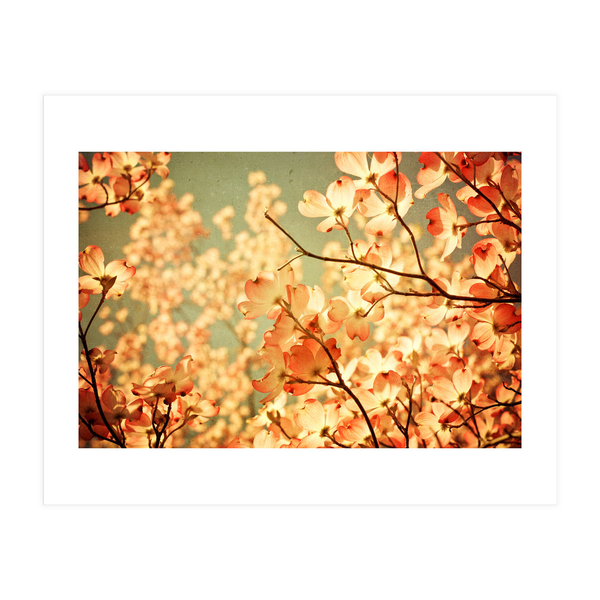 Vintage Pink (Print Only)