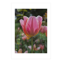 Yorkshire Tulip (Print Only)