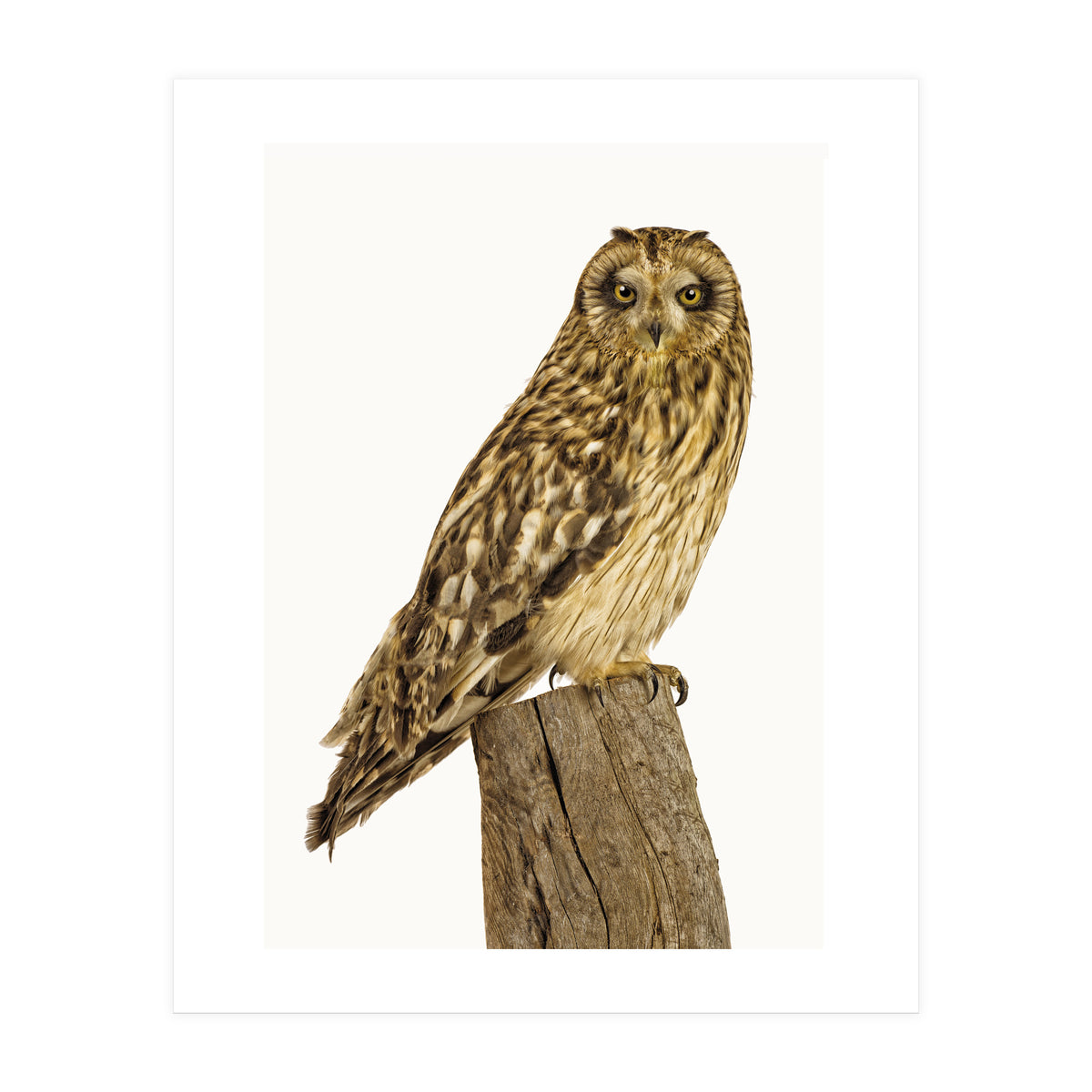 Cc Birds 01 (Print Only)