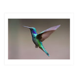Hummingbird flying (Print Only) thumbnail