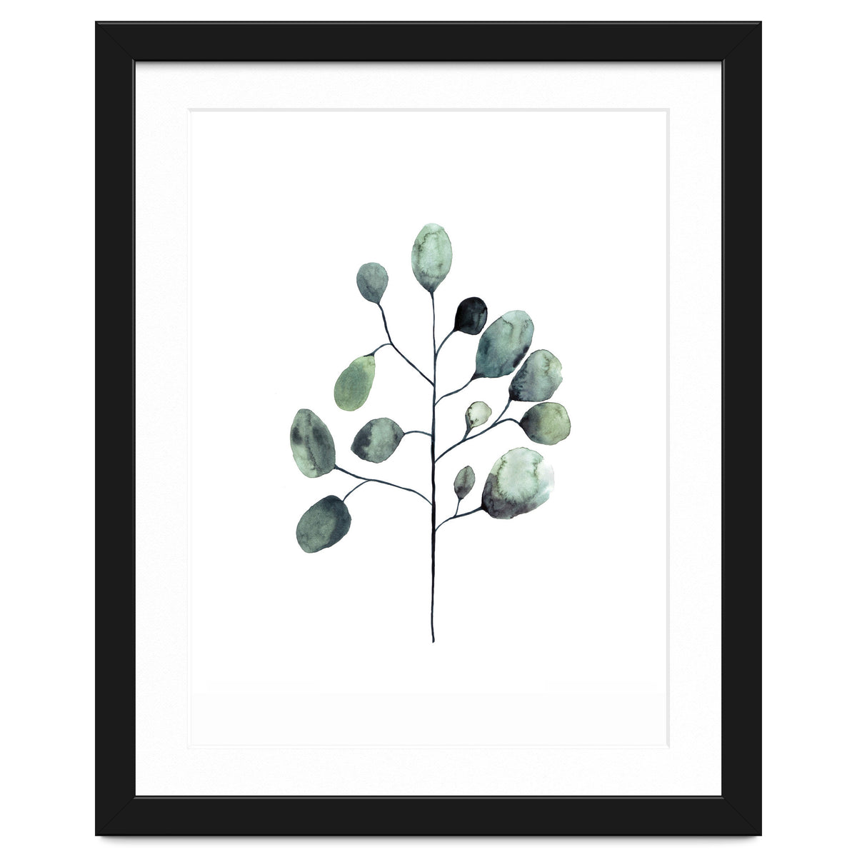Botanical Illustration Eukalyptus
