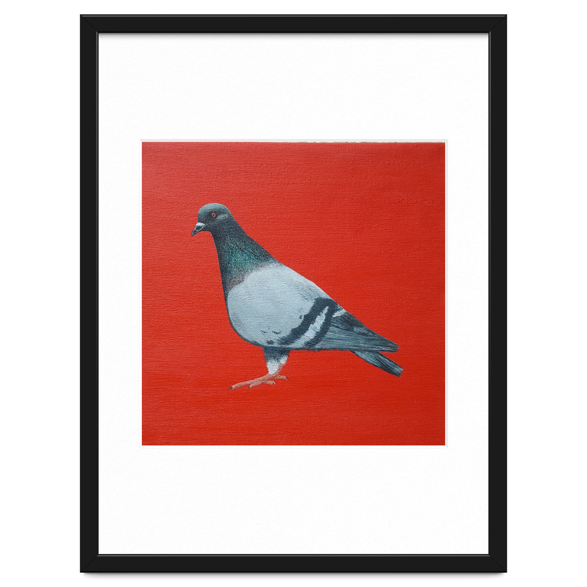 Pigeon