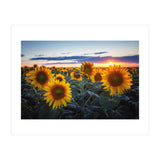 Sunflowers (Print Only) thumbnail