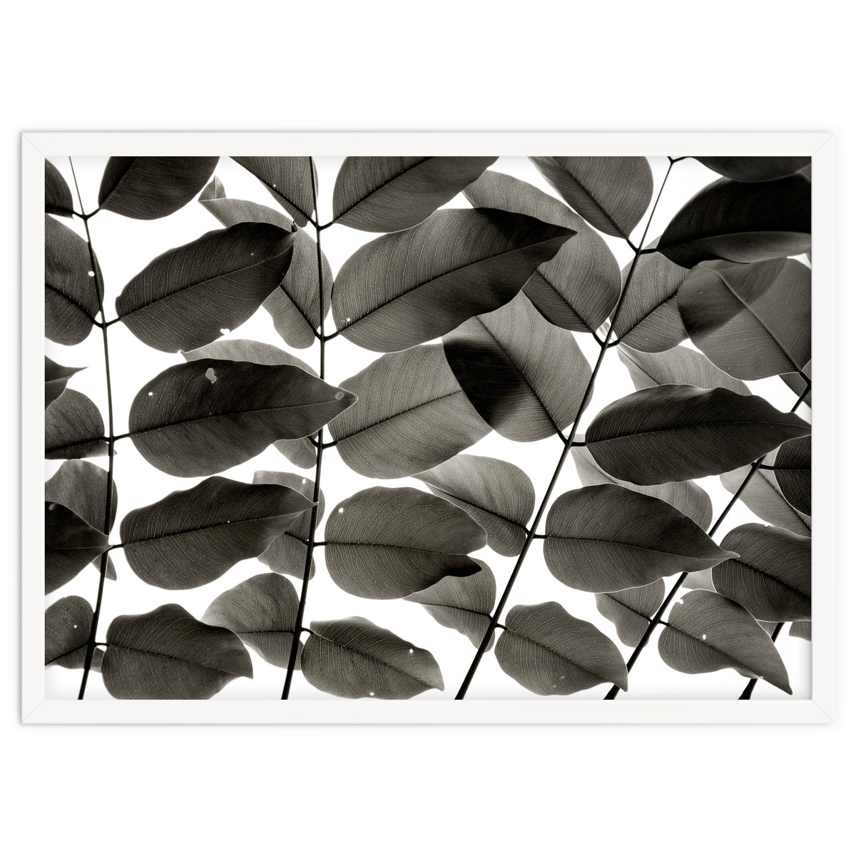 Branches and Leaves I