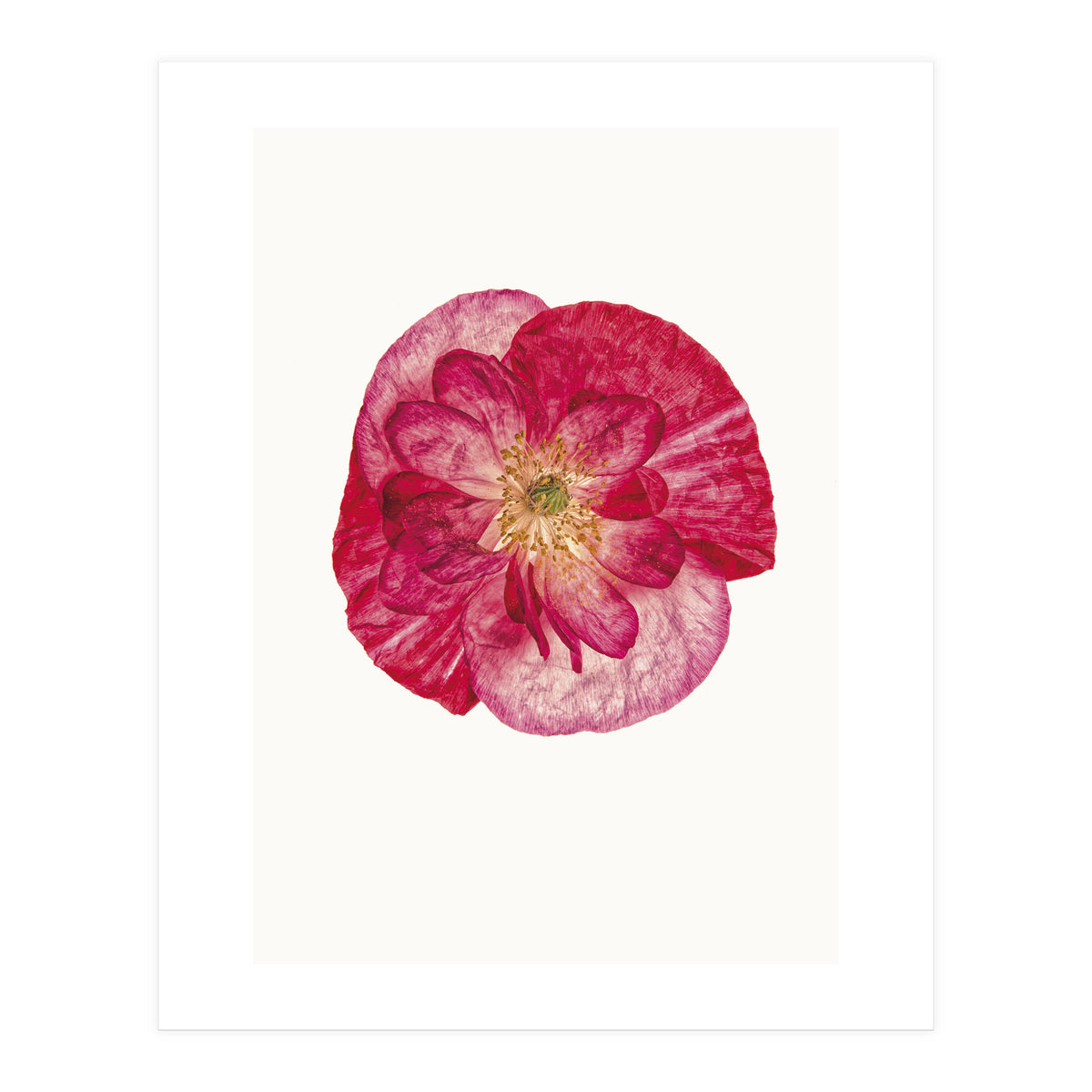 Cc Poppy 02 (Print Only)