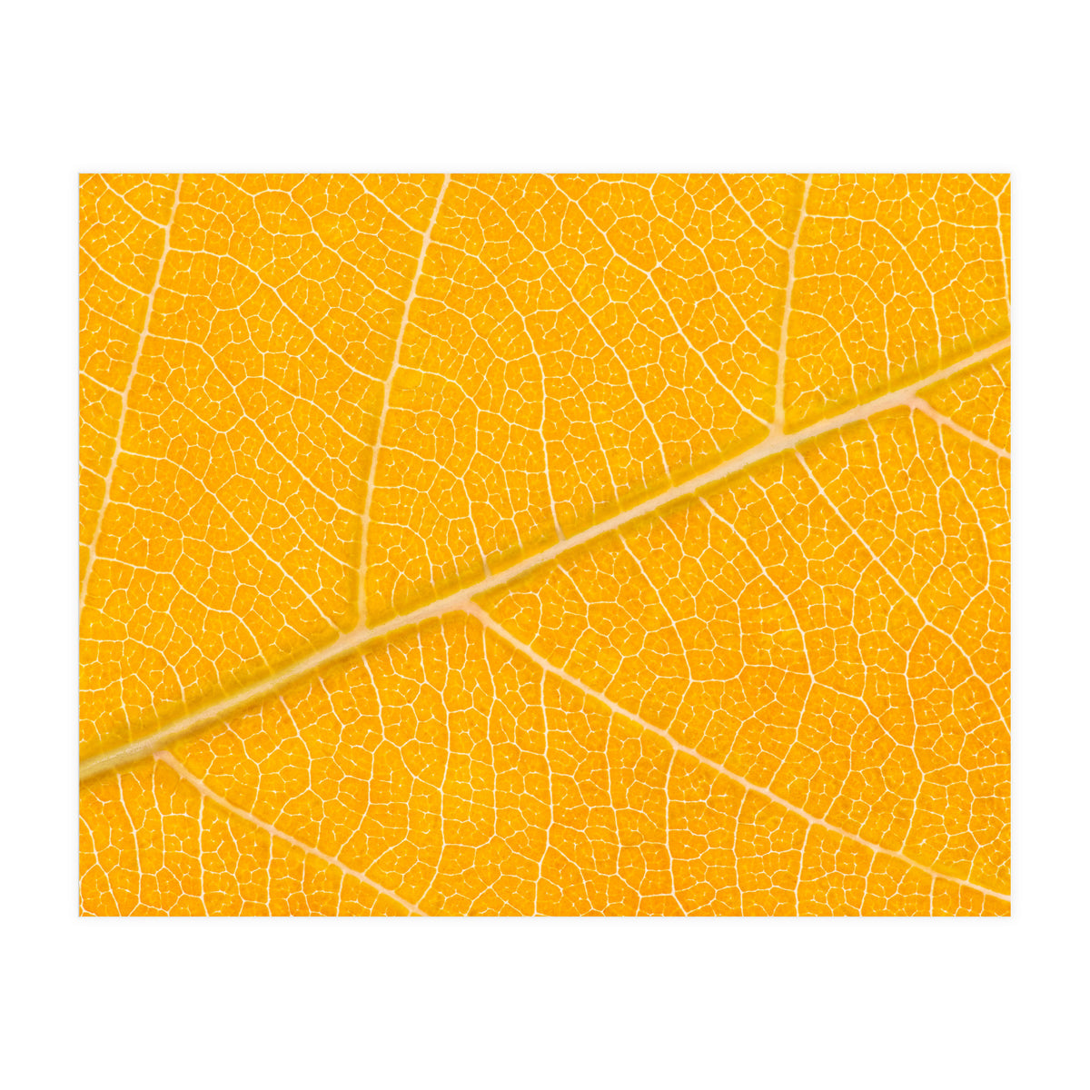 Autumn Leaf (Print Only)