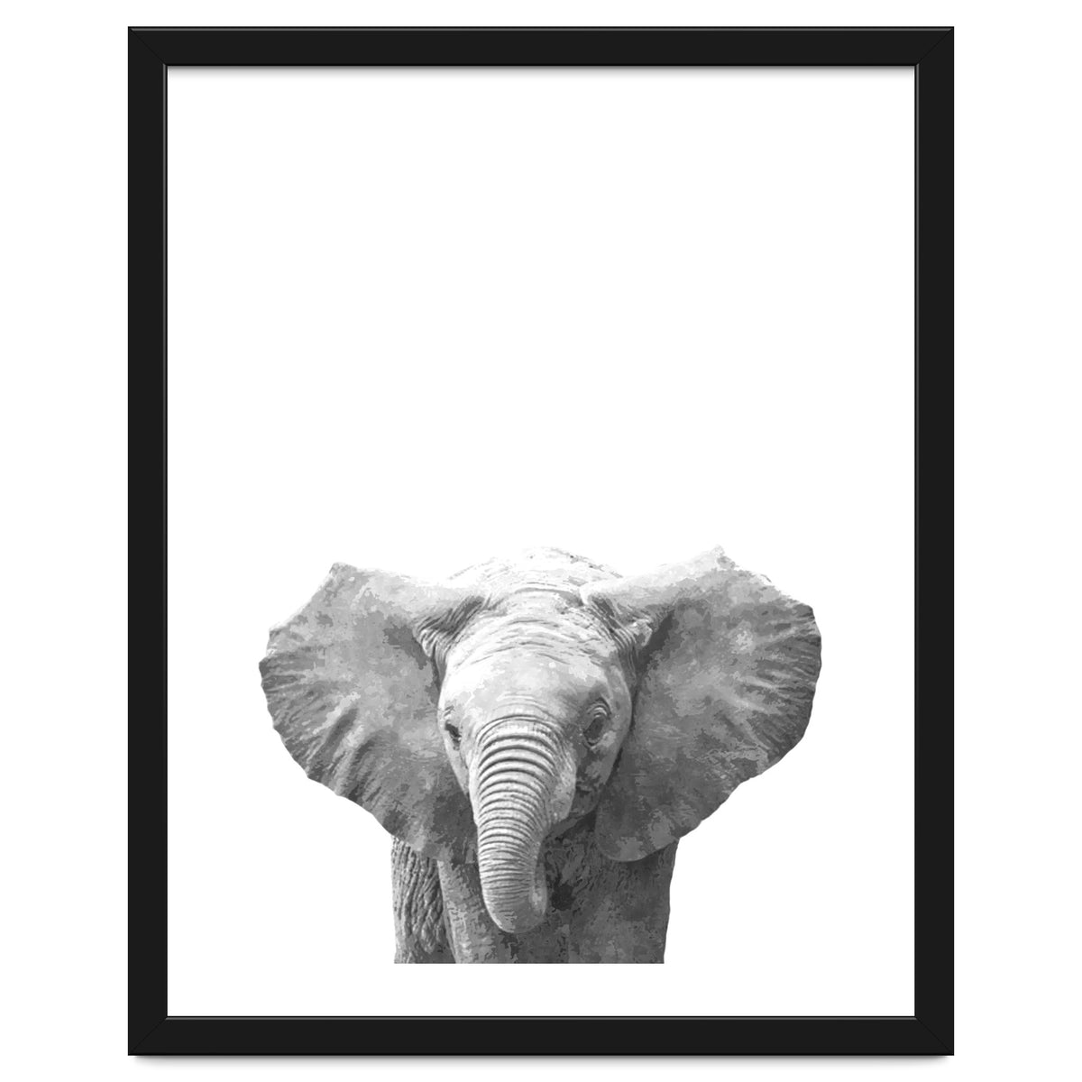 Black and White Baby Elephant