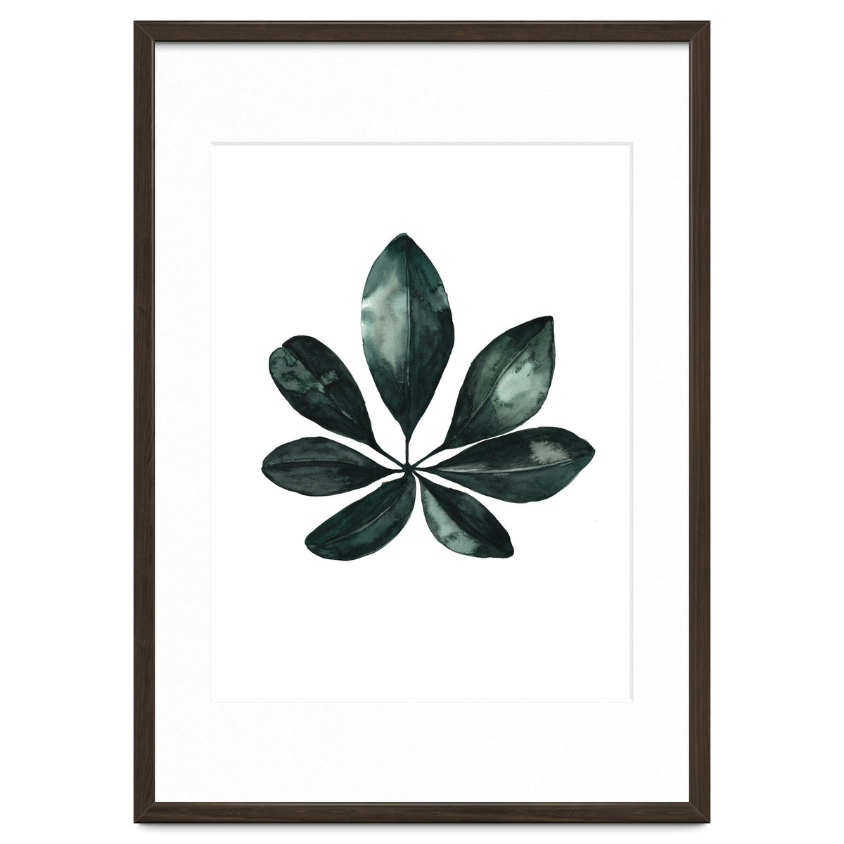 Botanical Illustration Arboricola Schefflera