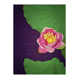 Water lily (Print Only) thumbnail