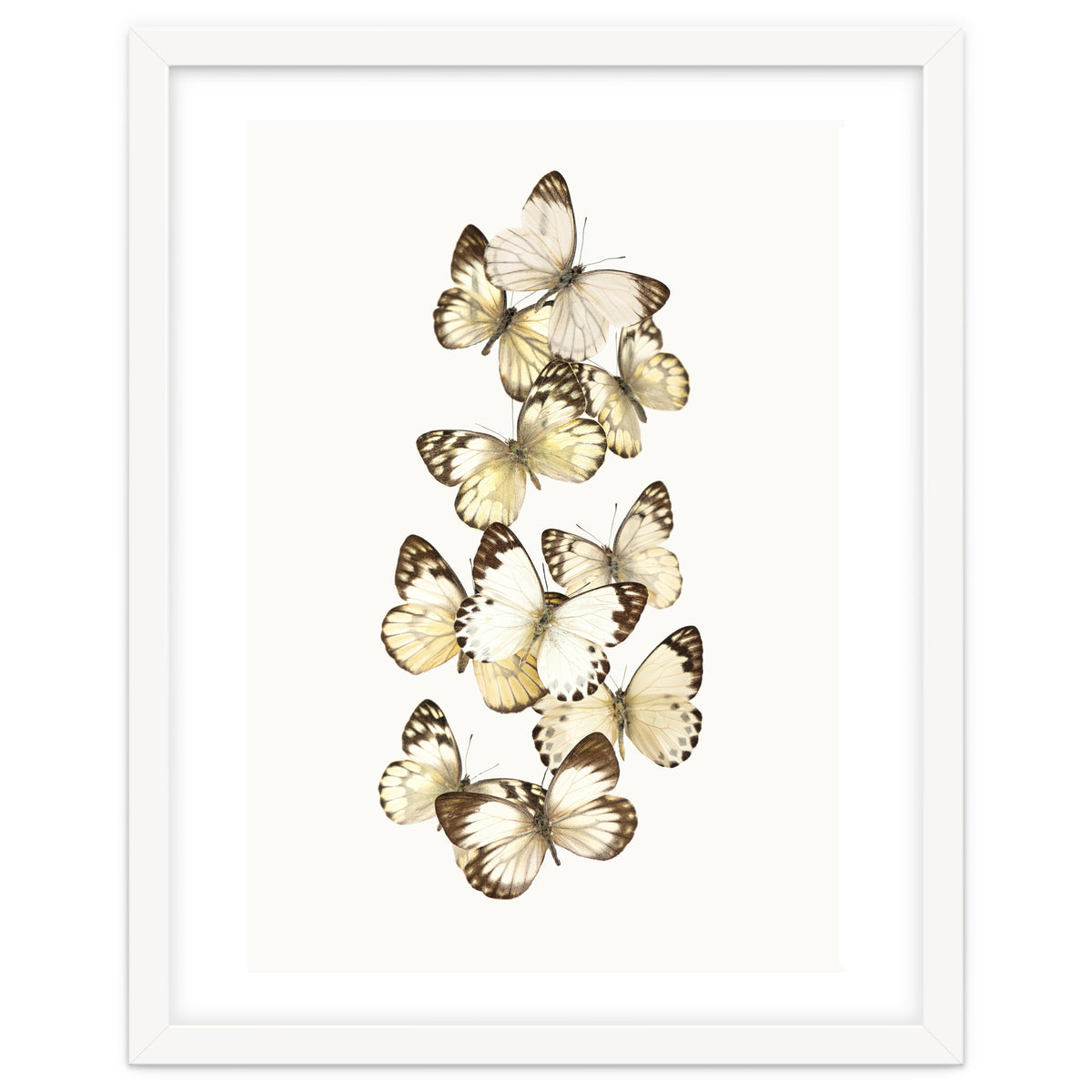 Cc Butterflies 01