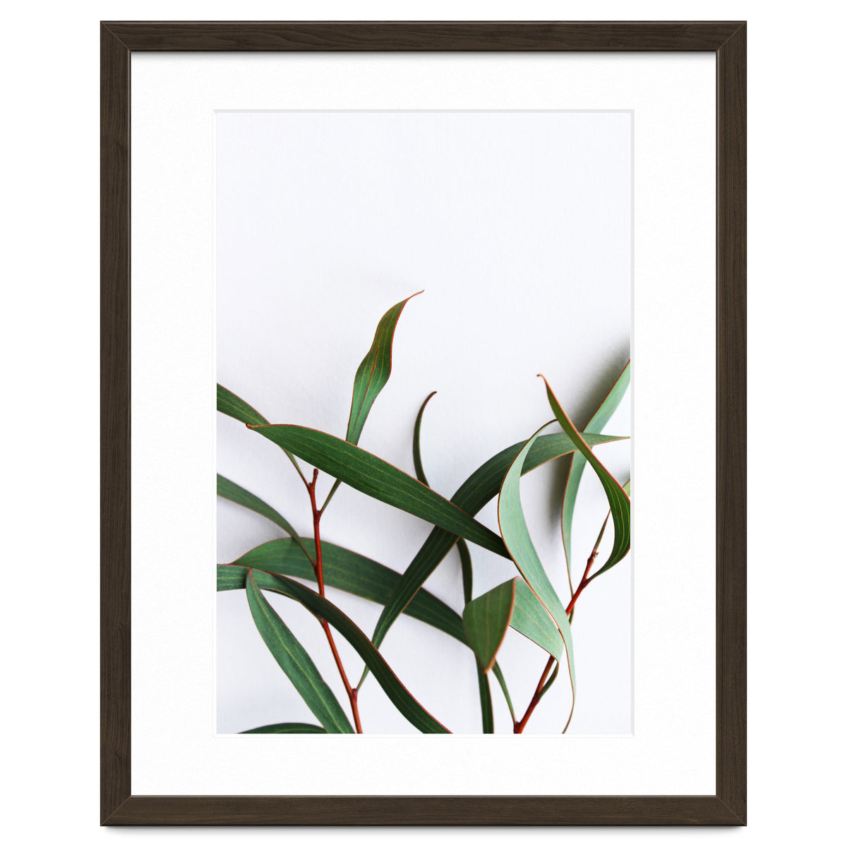 Green Eucalyptus leaves