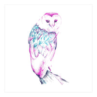 Barn Owl Pinquoise (Print Only)