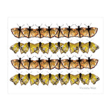 Butterfly Dance (Print Only) thumbnail