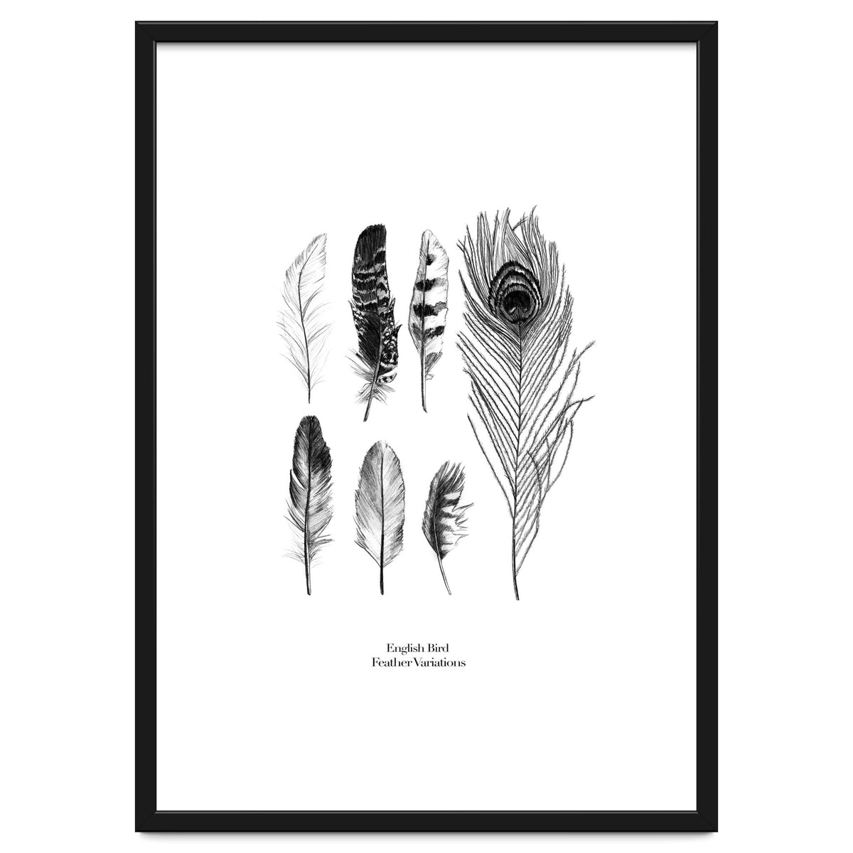 English Feather Variations