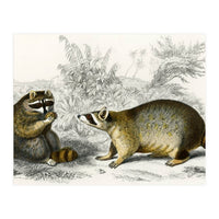 Raccoon illustrated (Print Only)