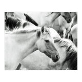Horses (Print Only) thumbnail