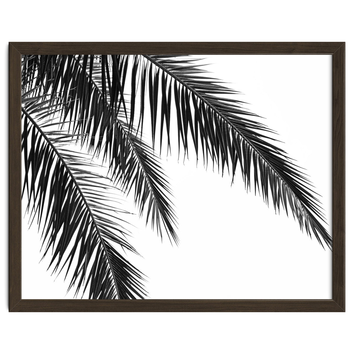 Palm Leaves