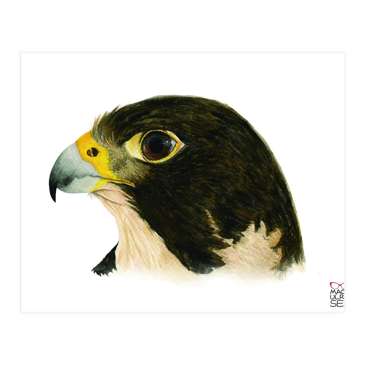 Peregrine falcon (Print Only)