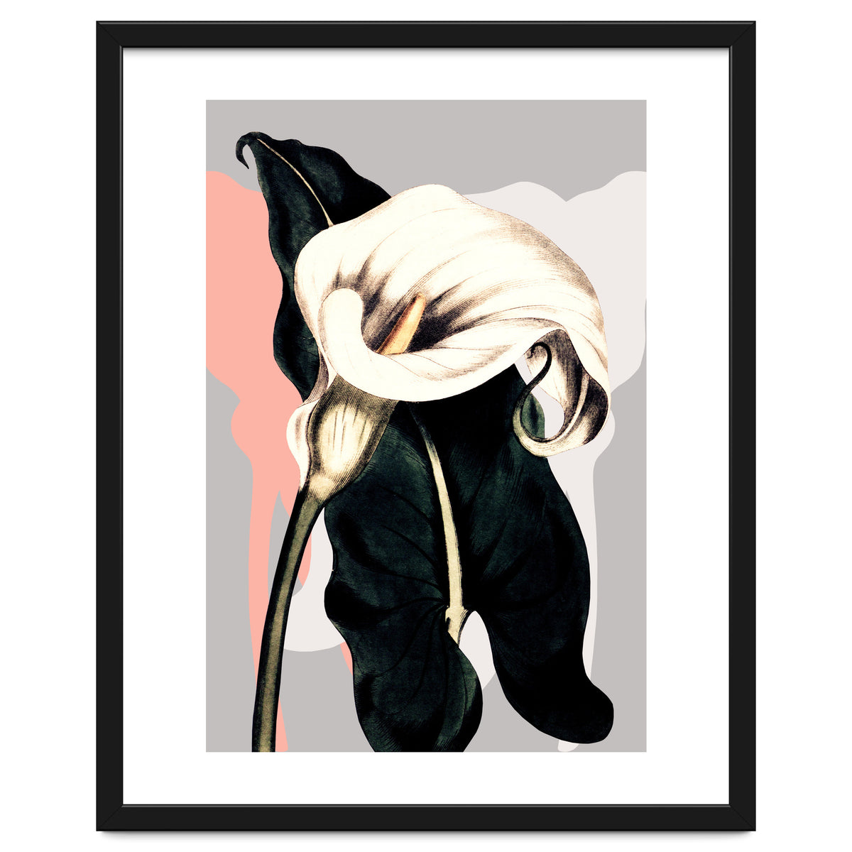 Calla lily flower