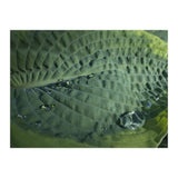 Hosta With Raindrops (Print Only) thumbnail