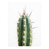 Cacti (Print Only) thumbnail