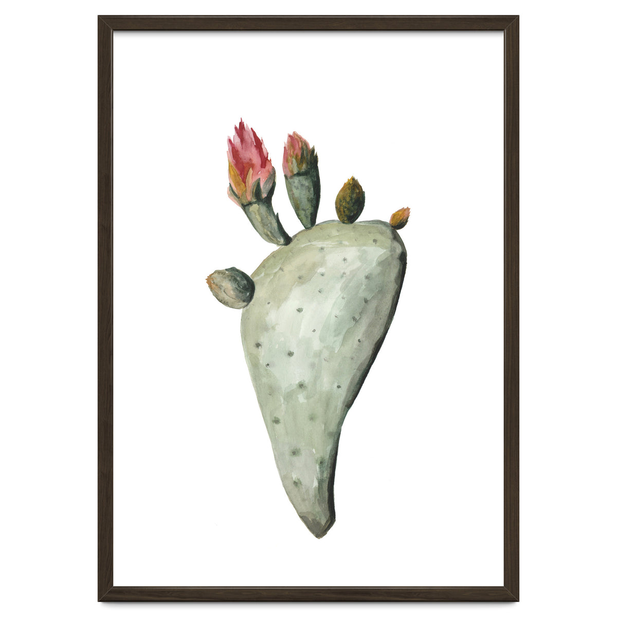Botanical Illustration Cactus Flowers