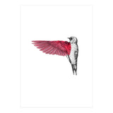 uccello rosso (Print Only) thumbnail